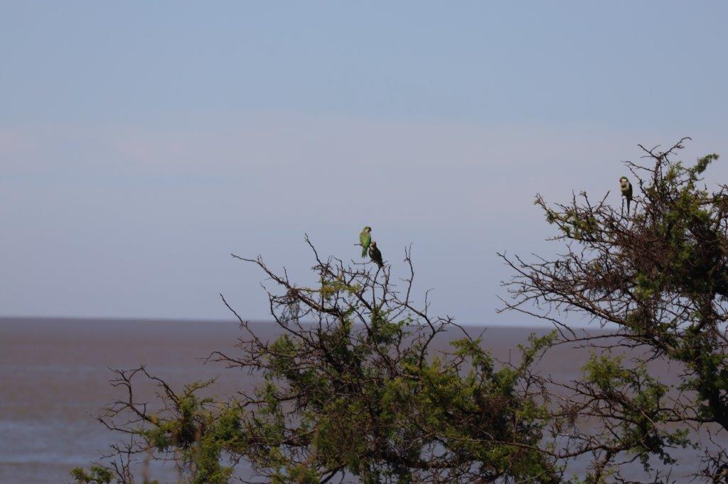 Colonia del SacramentoE (11)