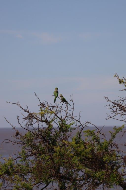 Colonia del SacramentoE (12)