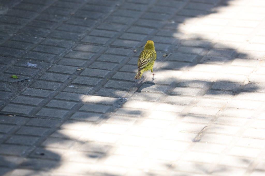 Colonia del SacramentoE (21)