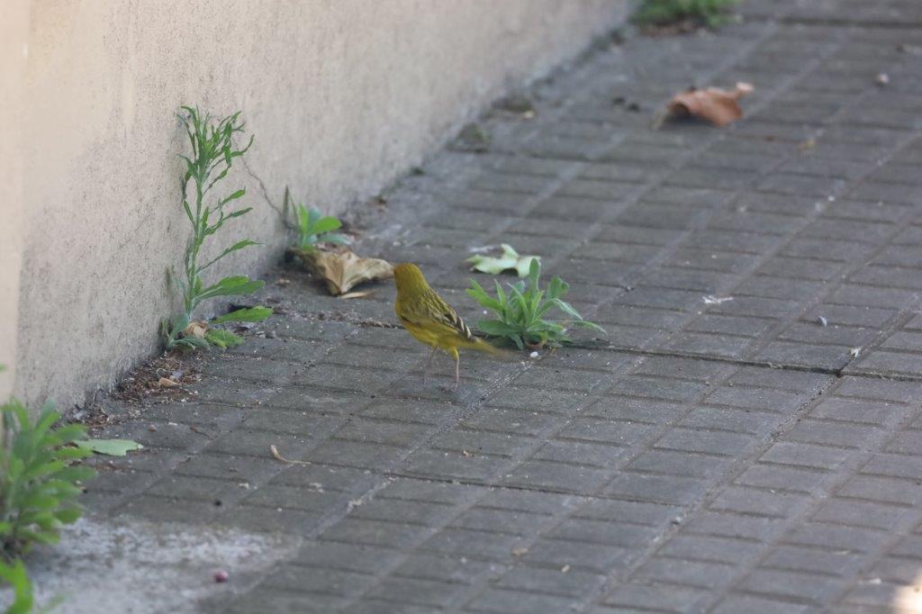 Colonia del SacramentoE (23)